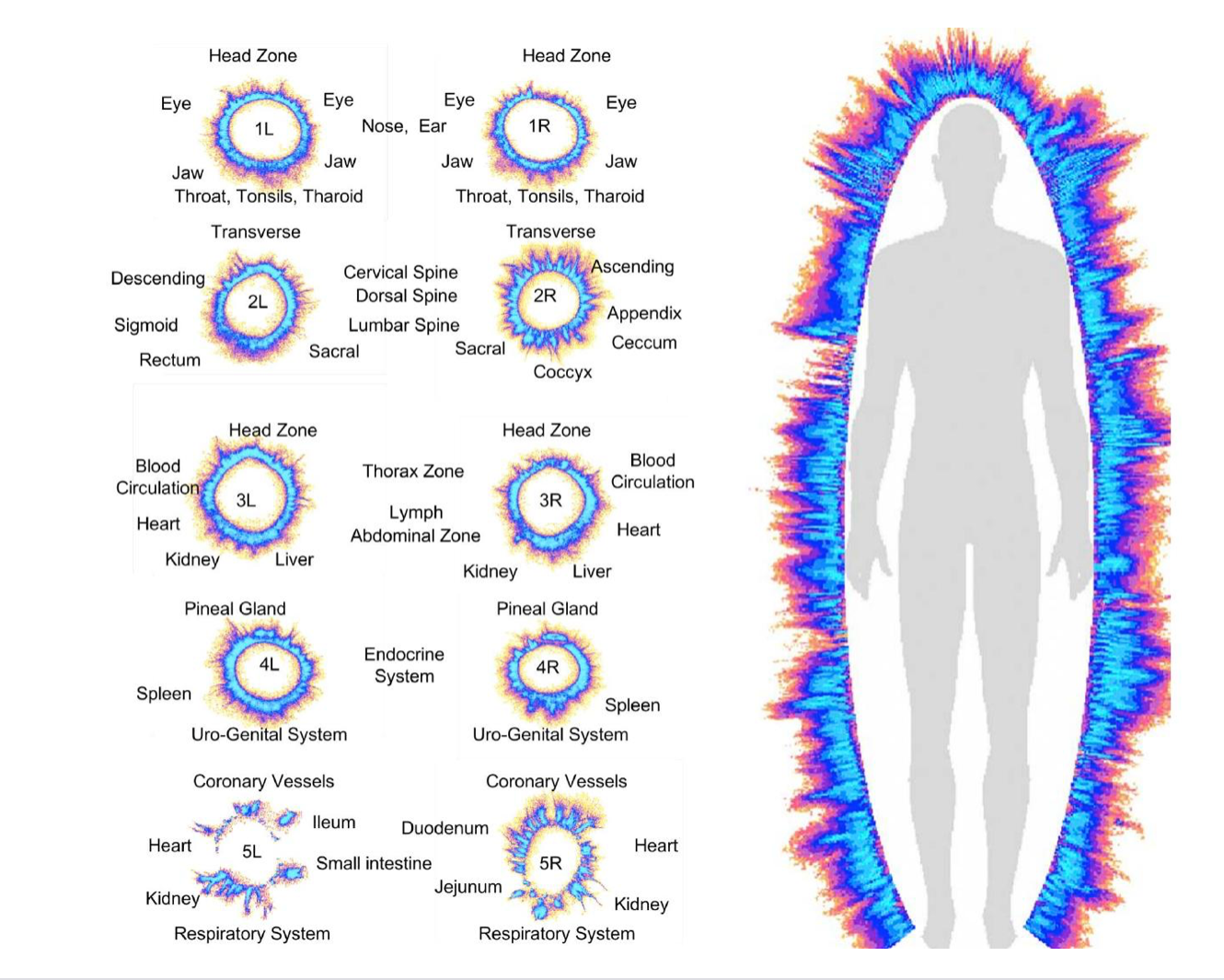Full Bioenergetic Body Scan Kit (SCAN ONLY)